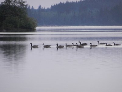 Geese float on Lake Quinault
