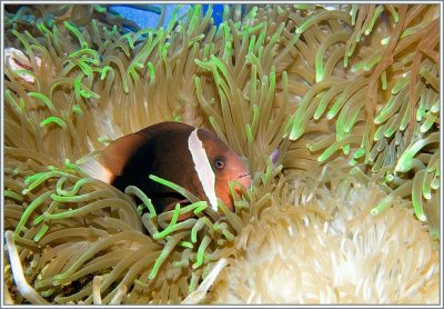 50718887.fish4.jpg