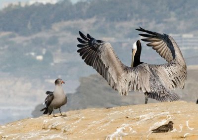 54516584.Peli5.jpg