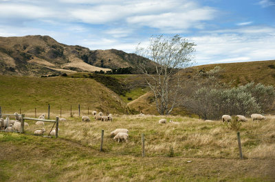 NZ Sheep_D7M8299s.jpg