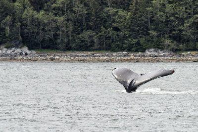 Juneau D80_3379s.jpg