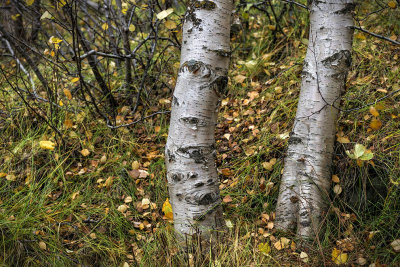 Autumn Birches_D806114s.jpg