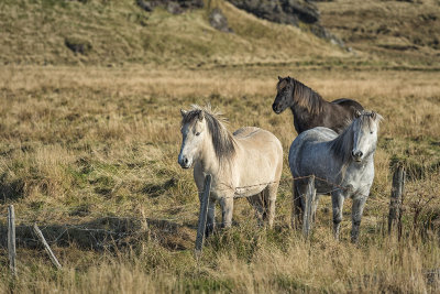 Icelandic Horses_D806942s.jpg