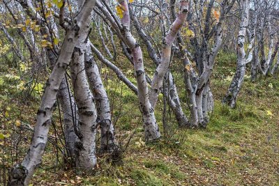 Birches_D806123s.jpg