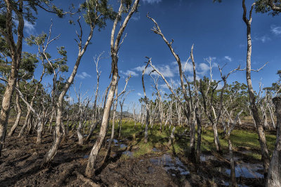 Cape York Trip - Lakefield National Park