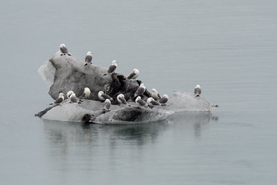 Glacier Bay Bird Ferry