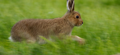 Hare on the move