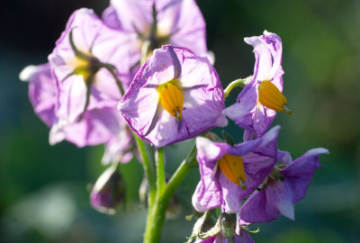 Potato Flower