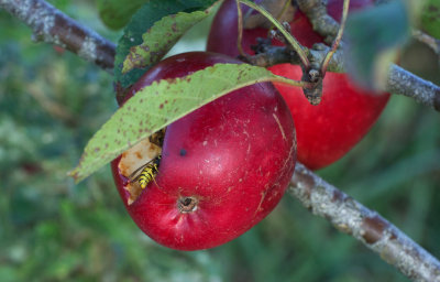 Apples and Wasps