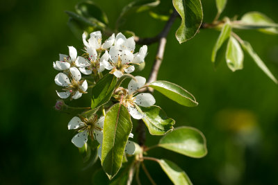 Pear Blossom