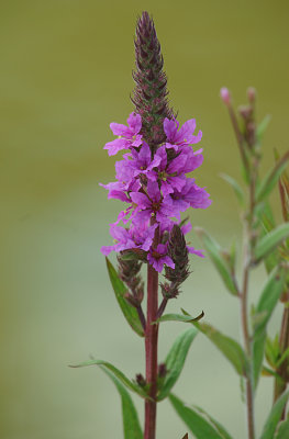 Loosestrife