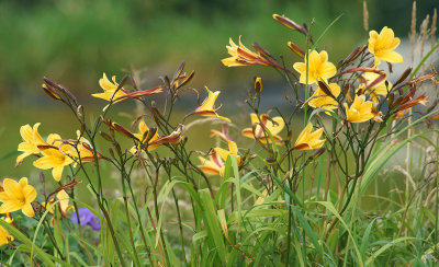 Daylily Golden Bell