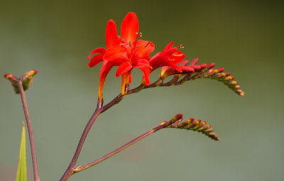 Crocosmia