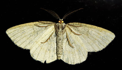 Moth