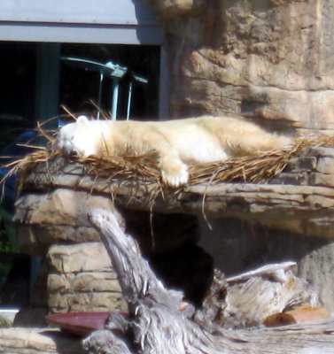 San Diego Zoo polar bear