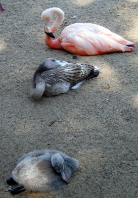 Three ages of flamingo
