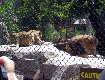 Lions enjoying a snack
