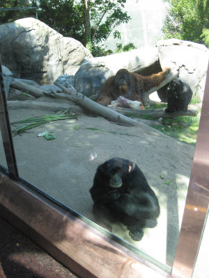 Siamang and orangutan enclosure