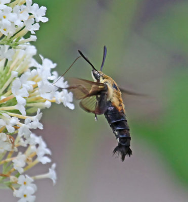 Wheeler National Wildlife Refuge - 07/13/2013