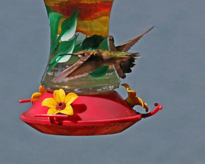 IMG_8563hum.jpg