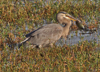 Wheeler National Wildlife Refuge - 09/28/2013