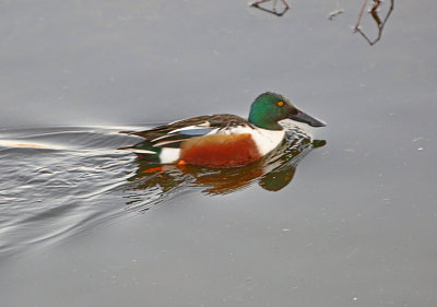 2P4A9739wnr.jpg