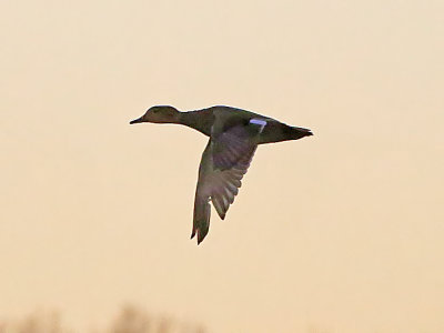 2P4A0385wnr.jpg