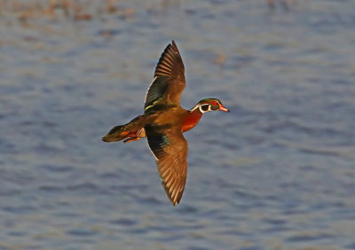 Wheeler National Wildlife Refuge - 02/24/2014