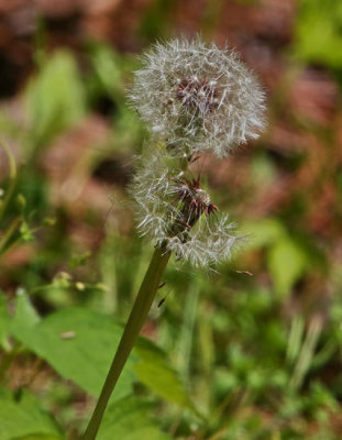 2P4A6387wnr.jpg
