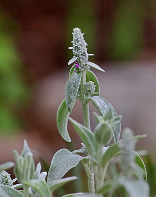 2P4A6429wnr.jpg