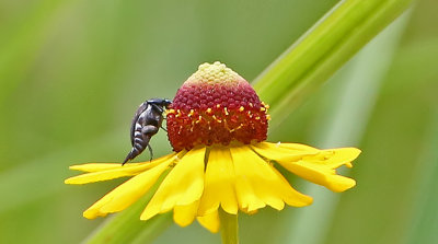 2P4A9564wnr.jpg