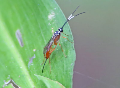 2P4A0505wnr.jpg