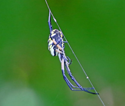 2P4A0636wnr.jpg