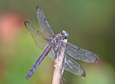 2P4A0673wnr.jpg