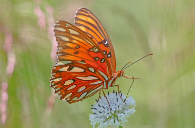2P4A0694wnr.jpg