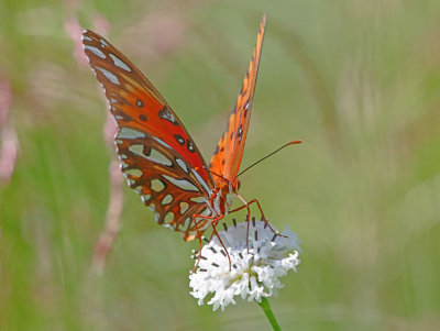 2P4A0697wnr.jpg