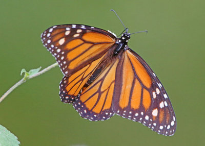 2P4A2058wnr.jpg