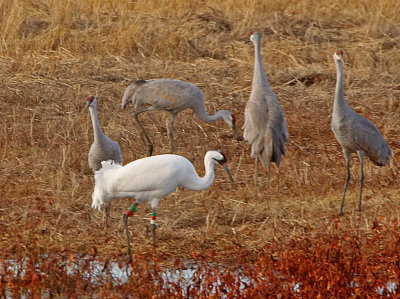 Wheeler National Wildlife Refuge - 11/19/2014