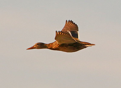 2P4A4255wnr.jpg