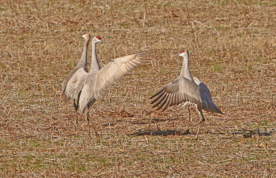 Wheeler National Wildlife Refuge - 11/25/2014