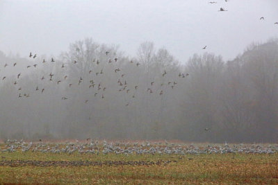 Wheeler National Wildlife Refuge - 12/03/2014