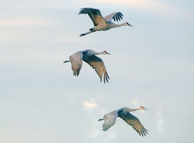 2P4A8569wnr.jpg