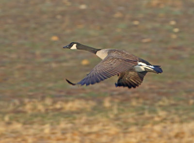 2P4A8918wnr.jpg