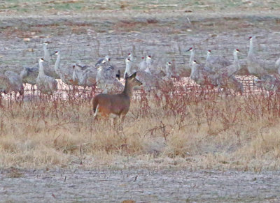 2P4A0011wnr.jpg