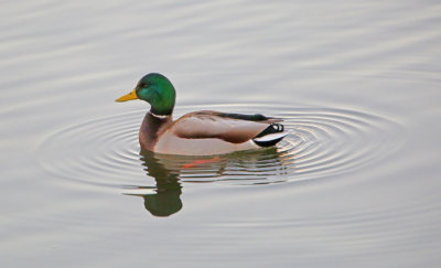 2P4A0036wnr.jpg