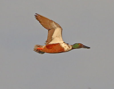 2P4A0625wnr.jpg