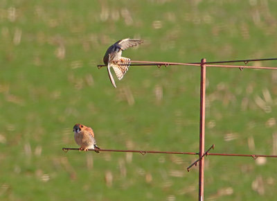 2P4A0676wnr.jpg