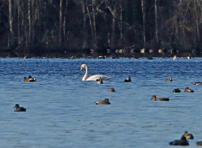 Wheeler National Wildlife Refuge - 01/06/2015