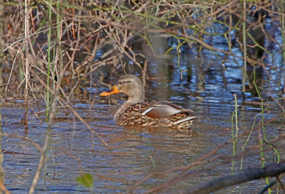 Wheeler National Wildlife Refuge - 01/28/2015