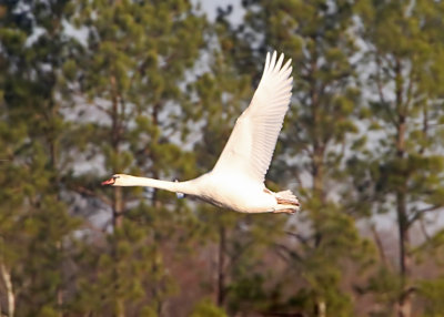 Wheeler National Wildlife Refuge - 02/07/2015